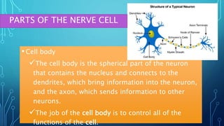 • Cell body
The cell body is the spherical part of the neuron
that contains the nucleus and connects to the
dendrites, which bring information into the neuron,
and the axon, which sends information to other
neurons.
The job of the cell body is to control all of the
functions of the cell.
PARTS OF THE NERVE CELL
 