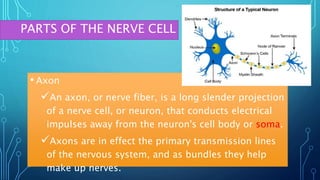 • Axon
An axon, or nerve fiber, is a long slender projection
of a nerve cell, or neuron, that conducts electrical
impulses away from the neuron's cell body or soma.
Axons are in effect the primary transmission lines
of the nervous system, and as bundles they help
make up nerves.
PARTS OF THE NERVE CELL
 