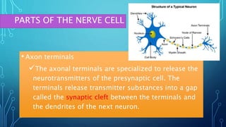 • Axon terminals
The axonal terminals are specialized to release the
neurotransmitters of the presynaptic cell. The
terminals release transmitter substances into a gap
called the synaptic cleft between the terminals and
the dendrites of the next neuron.
PARTS OF THE NERVE CELL
 