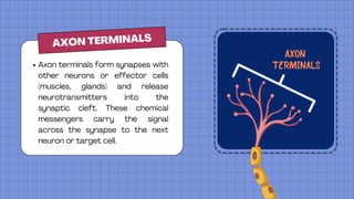 The Nerve Tissue a PPT presentation explaining the nerves | PDF