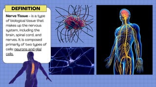 The Nerve Tissue a PPT presentation explaining the nerves | PDF