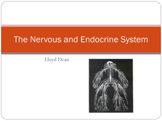 Lloyd Dean The Nervous and Endocrine System 