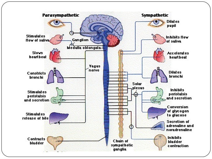 The nervous and endocrine system