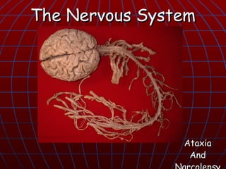 The Nervous System




                Ataxia
                 And
 