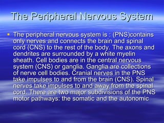 The Peripheral Nervous System The peripheral nervous system is : (PNS)contains only nerves and connects the brain and spinal cord (CNS) to the rest of the body. The axons and dendrites are surrounded by a white myelin sheath. Cell bodies are in the central nervous system (CNS) or ganglia. Ganglia are collections of nerve cell bodies. Cranial nerves in the PNS take impulses to and from the brain (CNS). Spinal nerves take impulses to and away from the spinal cord. There are two major subdivisions of the PNS motor pathways: the somatic and the autonomic