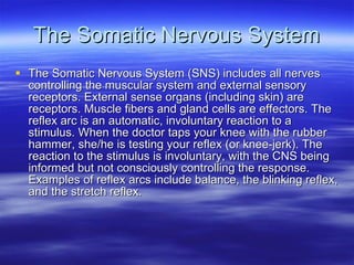 The Somatic Nervous System The Somatic Nervous System (SNS) includes all nerves controlling the muscular system and external sensory receptors. External sense organs (including skin) are receptors. Muscle fibers and gland cells are effectors. The reflex arc is an automatic, involuntary reaction to a stimulus. When the doctor taps your knee with the rubber hammer, she/he is testing your reflex (or knee-jerk). The reaction to the stimulus is involuntary, with the CNS being informed but not consciously controlling the response. Examples of reflex arcs include balance, the blinking reflex, and the stretch reflex.