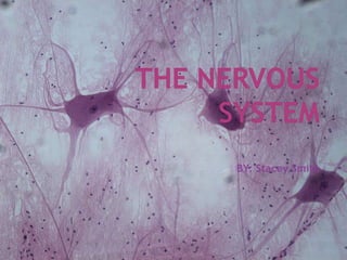 The Nervous System BY: Stacey Smith 