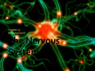 The Nervous System Chapter 12  By Dania Corral 