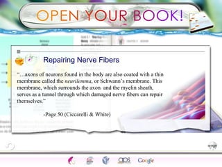   Repairing Nerve Fibers “ … axons of neurons found in the body are also coated with a thin membrane called the  neurilemma , or Schwann’s membrane. This membrane, which surrounds the axon  and the myelin sheath, serves as a tunnel through which damaged nerve fibers can repair themselves.”   -Page 50 (Ciccarelli & White)  