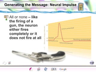 Generating the Message: Neural Impulse All or none  – like the firing of a gun, the neuron either fires completely or it does not fire at all 
