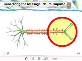 Generating the Message: Neural Impulse 