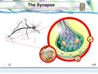 The Synapse 2.2 How do neurons use neurotransmitter to communicate? The neurotransmitter is like a key and the receptor sites are like locks.  