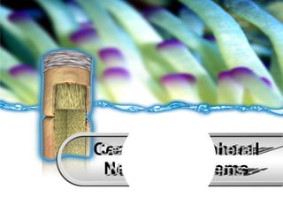 Central & Peripheral Nervous Systems Nervous Svstems Central & Perioheral Central & Peripheral Nervous Systems 