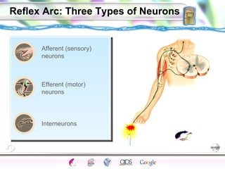 Reflex Arc: Three Types of Neurons Afferent (sensory) neurons Efferent (motor) neurons Interneurons 