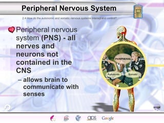Peripheral Nervous System Peripheral nervous system  (PNS) - all nerves and neurons not contained in the CNS allows brain to communicate with senses 2.4 How do the autonomic and somatic nervous systems interact and control? 