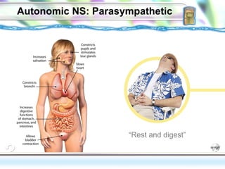 Autonomic NS: Parasympathetic “ Rest and digest” Some psychologists believe that extraverts are seeking to increase naturally low autonomic arousal.  
