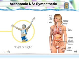 Autonomic NS: Sympathetic “ Fight or Flight” Some psychologists believe that introverts shy away from things in an attempt to lower naturally high autonomic arousal. 