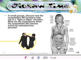 In small groups, discuss how the sympathetic NS functions help out in a “fight or flight” situation. What are the implications when the sympathetic NS remains active for extended time periods?  
