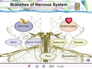 Branches of Nervous System PERIPHERAL Autonomic Somatic Para Sympathetic Brain Spinal Chord 2.1 What are the nervous system, neurons and nerves? CENTRAL 