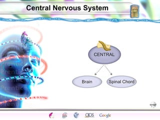 Central Nervous System Brain Spinal Chord CENTRAL 