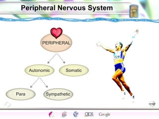 Peripheral Nervous System PERIPHERAL Autonomic Somatic Para Sympathetic 