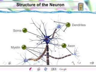 Structure of the Neuron Dendrites Axon Soma Myelin 