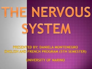 The Nervous System | PPTX