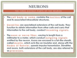 THE THREE DISTINCT PARTS OF THE NEURON
 