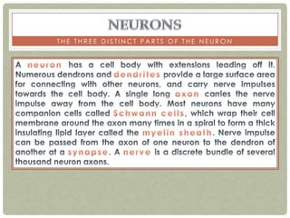 THE THREE DISTINCT PARTS OF THE NEURON
 