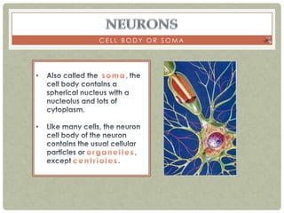 CELL BODY OR SOMA
 
