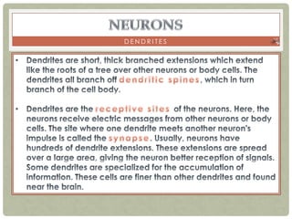 DENDRITES
 