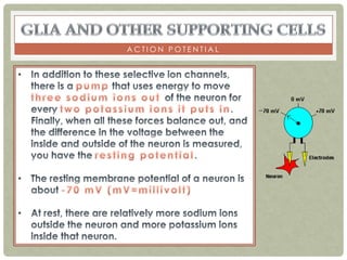 ACTION POTENTIAL
 