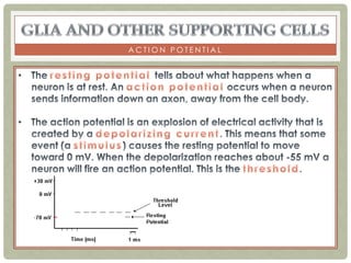 ACTION POTENTIAL
 