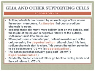 ACTION POTENTIAL
 