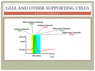 ACTION POTENTIAL
 