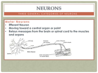 THREE GENERAL CATEGORIES OF NEURONS
 
