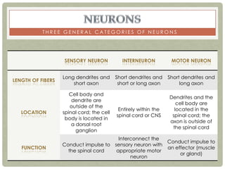 THREE GENERAL CATEGORIES OF NEURONS




                   SENSORY NEURON            INTERNEURON           MOTOR NEURON


                   Long dendrites and      Short dendrites and    Short dendrites and
LENGTH OF FIBERS
                       short axon           short or long axon         long axon

                      Cell body and
                                                                  Dendrites and the
                       dendrite are
                                                                     cell body are
                      outside of the
                                            Entirely within the     located in the
   LOCATION        spinal cord; the cell
                                           spinal cord or CNS      spinal cord; the
                    body is located in
                                                                  axon is outside of
                       a dorsal root
                                                                   the spinal cord
                         ganglion
                                        Interconnect the
                                                          Conduct impulse to
                   Conduct impulse to sensory neuron with
   FUNCTION                                               an effector (muscle
                     the spinal cord   appropriate motor
                                                               or gland)
                                             neuron
 