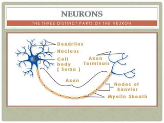 THE THREE DISTINCT PARTS OF THE NEURON
 