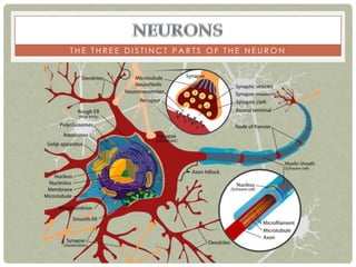 THE THREE DISTINCT PARTS OF THE NEURON
 