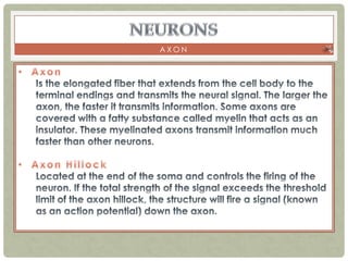 AXON
 