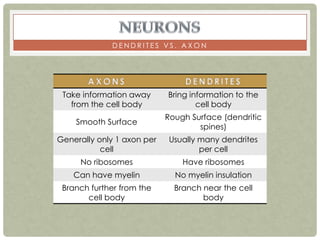 DENDRITES VS. AXON




 Take information away      Bring information to the
   from the cell body               cell body
                            Rough Surface (dendritic
    Smooth Surface
                                    spines)
Generally only 1 axon per   Usually many dendrites
           cell                     per cell
     No ribosomes               Have ribosomes
    Can have myelin           No myelin insulation
 Branch further from the      Branch near the cell
       cell body                     body
 