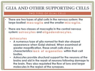 TWO TYPES OF GLIAL CELLS
 