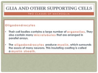 TWO CLASSES OF MACROGLIA
 
