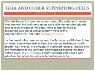 SCHWANN CELL
 