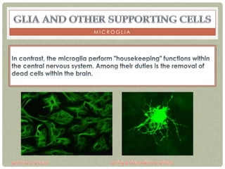 MICROGLIA
 