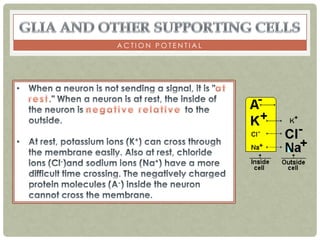 ACTION POTENTIAL
 