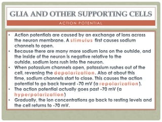 ACTION POTENTIAL
 