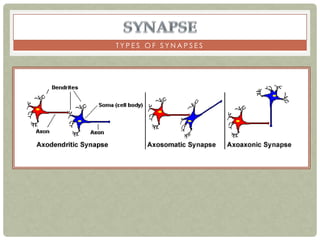 TYPES OF SYNAPSES
 