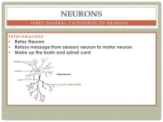 THREE GENERAL CATEGORIES OF NEURONS
 