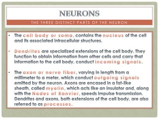 THE THREE DISTINCT PARTS OF THE NEURON
 